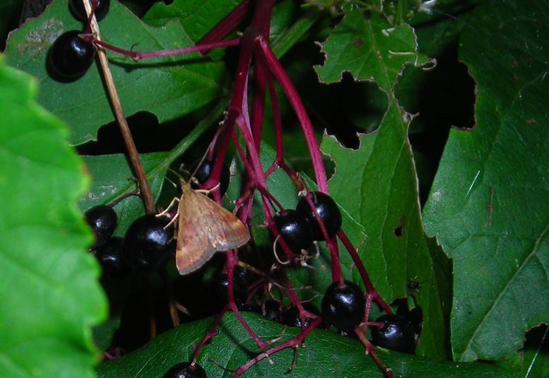 Pyrausta despicata? S